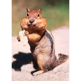 Chubby Cheeked Chipmunk - Close Up and Personal - 3D Postcard Greeting Card