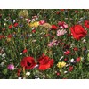 Amturf Roll & Grow Wildflower Garden Blanket, Pollinator Mix, 1'