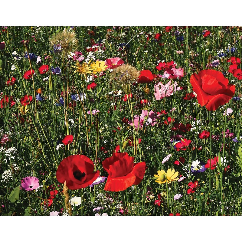 Amturf Roll & Grow Wildflower Garden Blanket, Pollinator Mix, 1'