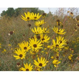The Gardening World 250 Swamp Sunflower Seeds Helianthus Angustifolius