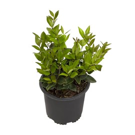 Ligustrum Plant, Ligustrum Waxleaf Privet Indoor Plants, Ligustrum Japonicum Texanum Outdoor Plants, Shrubs and Bushes Live Plants, Privet Hedge Plants Shrubs for Planting Outdoors by Plants for Pets