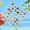 Acrylic Magnetic Seashell Display Box, Clear Acrylic 36 Grids Storage