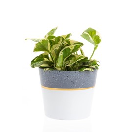 CBT Floral & Craft Chrissy Pot | Modern Pot Decor for Home or Office l Indoor and Outdoor Planter for Any Event Decorations (6"x 6", Sand Grey/White no Saucer)
