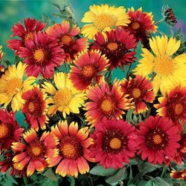 Park Seed Painter's Palette Blanket Flower Seeds, Gorgeous Yellow and Red Mix, Pack of 50 Seeds
