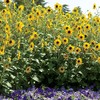 Park Seed Sunflower Sunfinity Seeds, Includes 5 Seeds in a