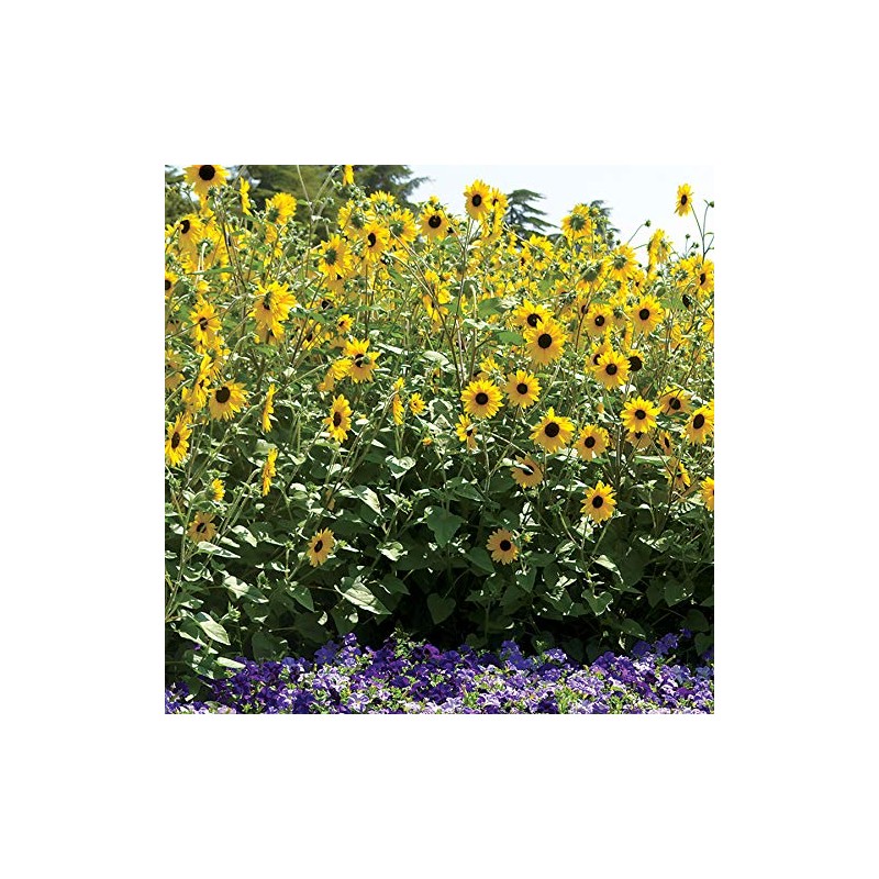 Park Seed Sunflower Sunfinity Seeds, Includes 5 Seeds in a