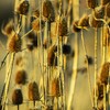 Outsidepride Teasel - 2000 Seeds