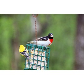CountryMax Backyard Seeds Suet Cakes for Wild Birds - No Melt Food for Woodpeckers, Cardinals, Chickadees, Goldfinches, Juncos 11.25 Ounces (Variety Pack)