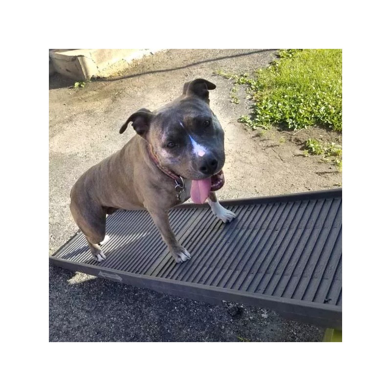 PetStep Folding Pet Ramp - Graphite