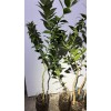 Mightyoaktreenursery.com Myrtle Leaf Orange 14-20” tall (Citrus myrtifolia) Chinotto 2.5"
