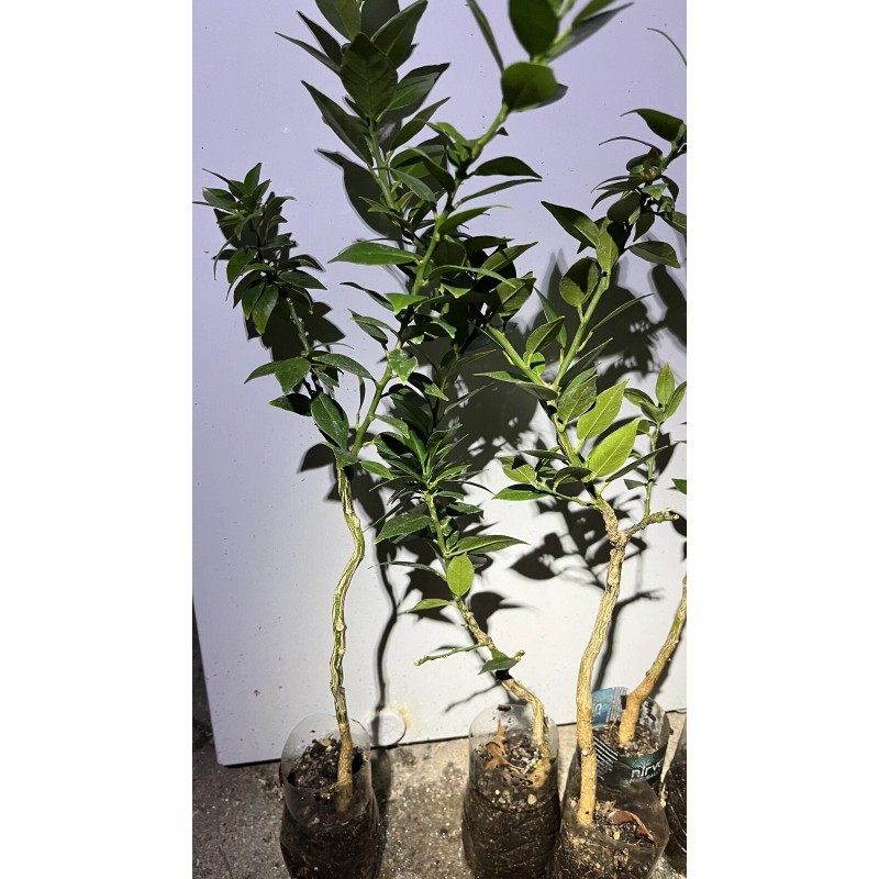 Mightyoaktreenursery.com Myrtle Leaf Orange 14-20” tall (Citrus myrtifolia) Chinotto 2.5"