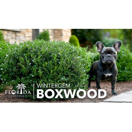 Winter Gem Boxwood | 10 Live Plants | Buxus microphylla Japonica ‘Winter Gem’ | Compact Evergreen Shrubs | Formal Garden Plants for Borders
