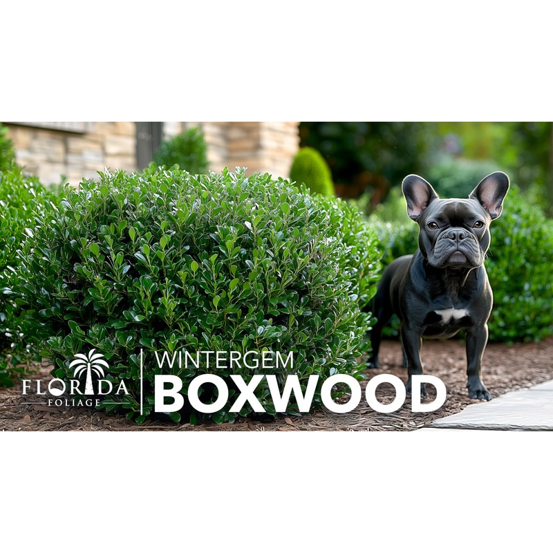 Winter Gem Boxwood | 10 Live Plants | Buxus microphylla