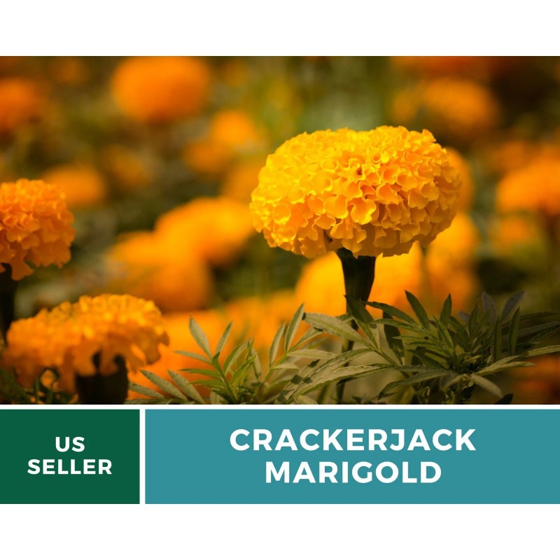 Southern Seeds Marigold, Crackerjack - 100 Seeds - Giant blossoms