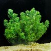 Anacharis Elodea Egeria Densa Easy Live Aquarium Plants BUY 2