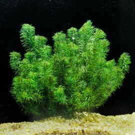 Anacharis Elodea Egeria Densa Easy Live Aquarium Plants BUY 2 GET 1 FREE ✅