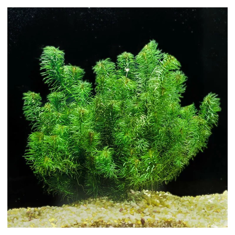 Anacharis Elodea Egeria Densa Easy Live Aquarium Plants BUY 2