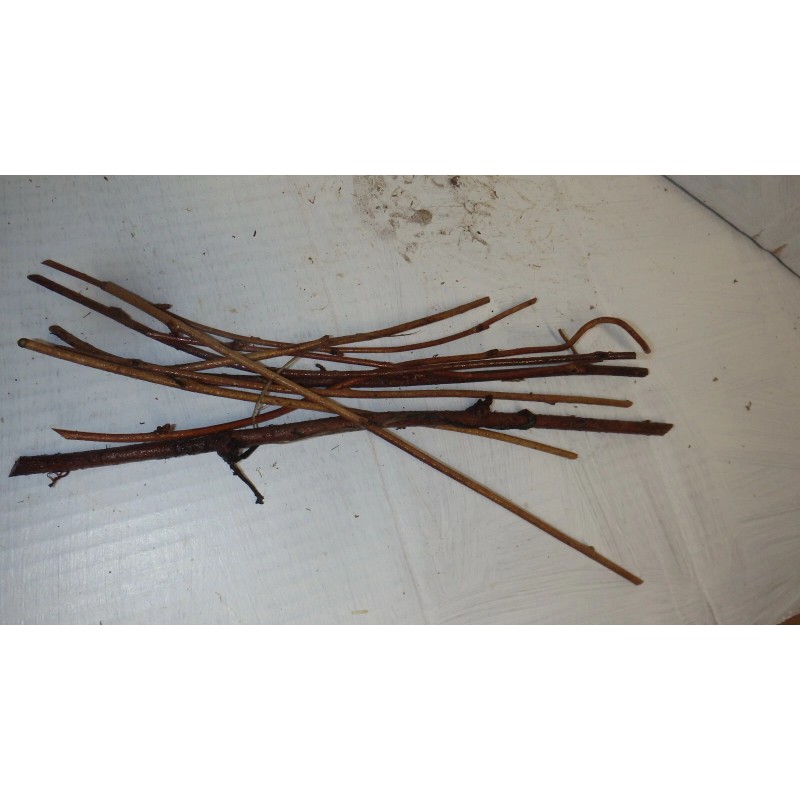 mightyoaktreenursery.com 6 scion cuttings of Akebia Quinata (aka Chocolate Vine)