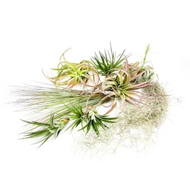 ragnaroc Holiday Hosting Gift Box Giant - 13ct -Tillandsia Air Plant Set - Live Arrival Guaranteed - House Plants for Home Decor & Gift