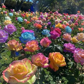 200+Rainbow Rose Seeds for Planting-Rare Rose Wildflower Seeds for Great Wedding Gardening Gifts