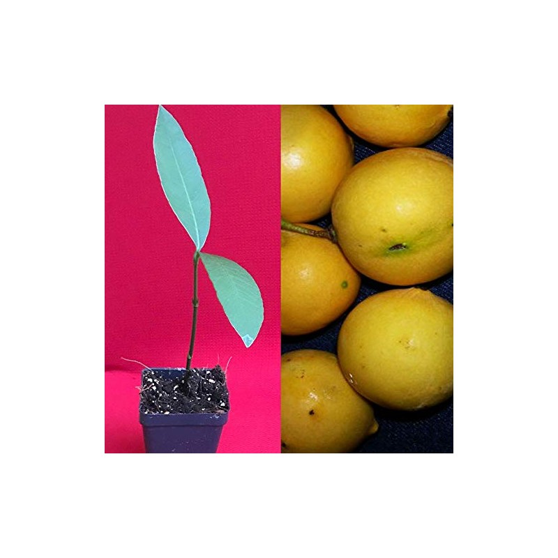 Luc's Mexican Achachairu Yellow Garcinia Vleerackeii Mangosteen Fruit Tree Plant