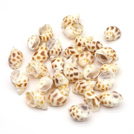 Zotoone 100g 36pcs Natural Shell Conch Beach Wedding Coastal Decoration Jewelry Making Crafts Trinket Fish Tank Aquarium Ornament