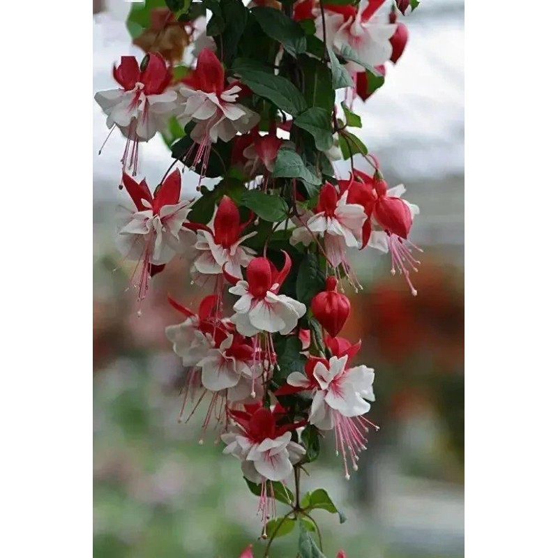 Unbranded Lantern-Physal