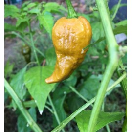 Tyler Farms 10+ Gold Ghost (Bhut Jolokia) Pepper Seeds | Hot, exotic chili, chile | Non GMO