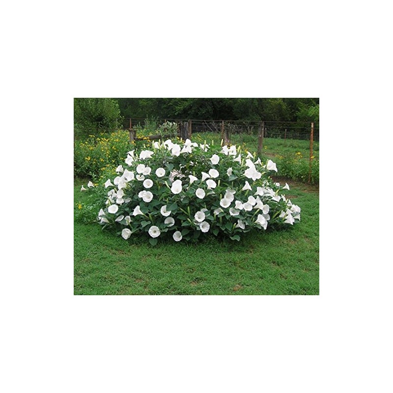 Fragrant Moonflower Bush! 20 Seeds ! This Will Slow Down
