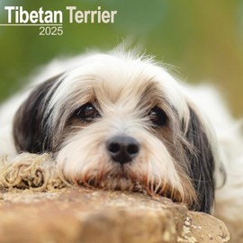 Tibetan Terrier Calendar 2025 | 12 months | with FREE Organisational Stickers | includes a Planning Page for 2026