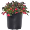 Gaultheria procumbens (Wintergreen) Evergreen, white flowers with red fruit, #1