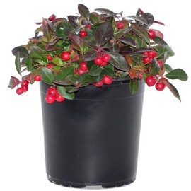 Gaultheria procumbens (Wintergreen) Evergreen, white flowers with red fruit, #1 - Size Container