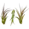 ragnaroc Live Air Plant – Tillandsia Capiput, Jumbo 6-9” -