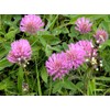 Red Clover Seeds, Nitro-Coated and Inoculated, 1 Pound Pack by