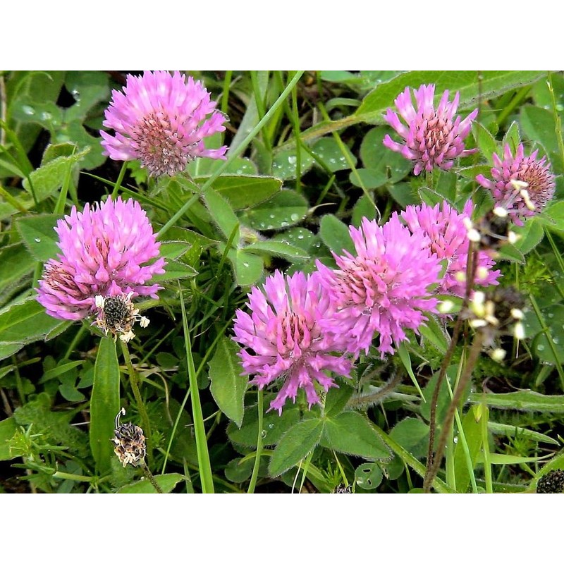 Red Clover Seeds, Nitro-Coated and Inoculated, 1 Pound Pack by