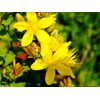 SeedsUP - 1500+ Seeds St. John's Wort (Hypericum perforatum) -