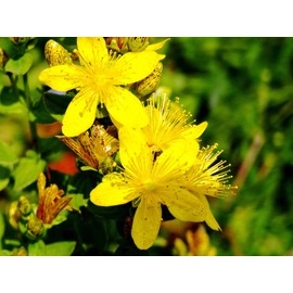 SeedsUP - 1500+ Seeds St. John's Wort (Hypericum perforatum) - Herb Yellow