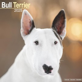Bull Terrier Calendar 2025 | 16 months | with FREE Organisational Stickers