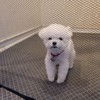 fence dog net safety gate fence small Clear