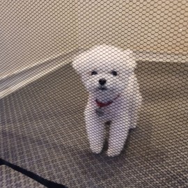 fence dog net safety gate fence small Clear