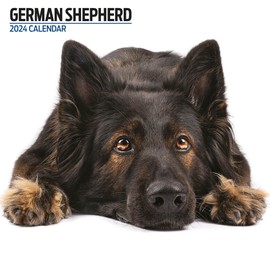 German Shepherd Modern Calendar 2024