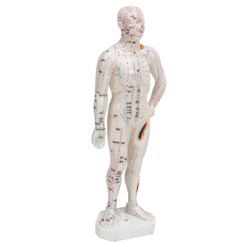 Human Body Acupuncture Model Professional Portable Meridian Points Model for