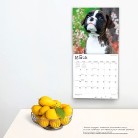 Boxer Puppies | 2023 12 x 24 Inch Monthly Square Wall Calendar | BrownTrout | Animals Dog Breeds Puppy DogDays