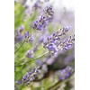 WELEDA Lavender Relaxing Care Oil 1 x 100 ml