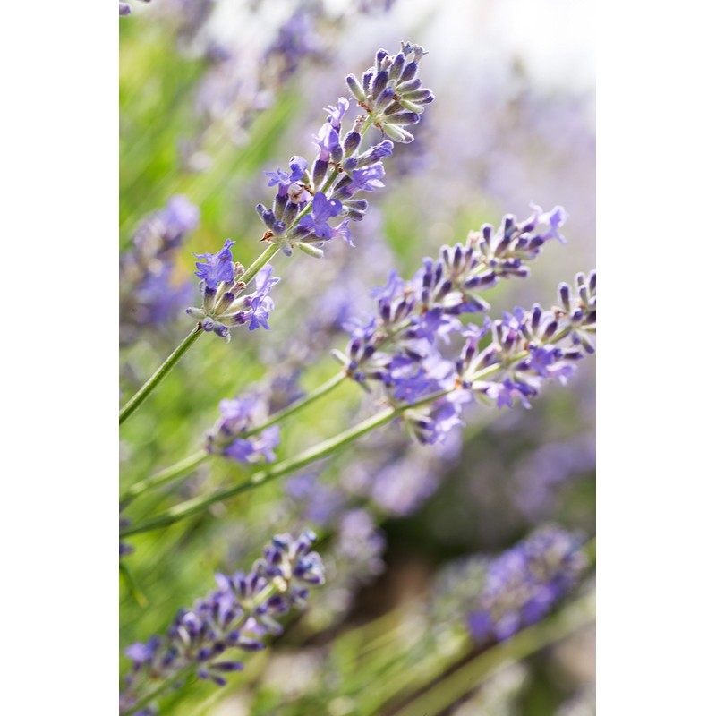 WELEDA Lavender Relaxing Care Oil 1 x 100 ml