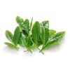 Sencha Green Dynasty Tea 75g (75g)