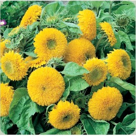from my, "Brooklyn Botanical Garden's Club Teddy Bear Sungold Dwarf Sunflower 60+ Heirloom Seeds Non-GMO FREE SHIPPING