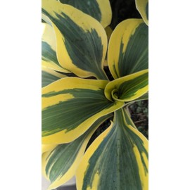 Live Plant from Green Promise Farms - Proven Winners, Hosta Shadowland 'Autumn Frost', Lavender Flowers - #1 Gallon Size Container