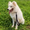 Cyclpet Premium 12 Inches Short Dog Leash with Sturdy Nylon