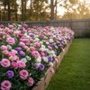 Lisianthus Seeds, Pack of 100 Mixed Color Eustoma Grandiflorum Seeds,